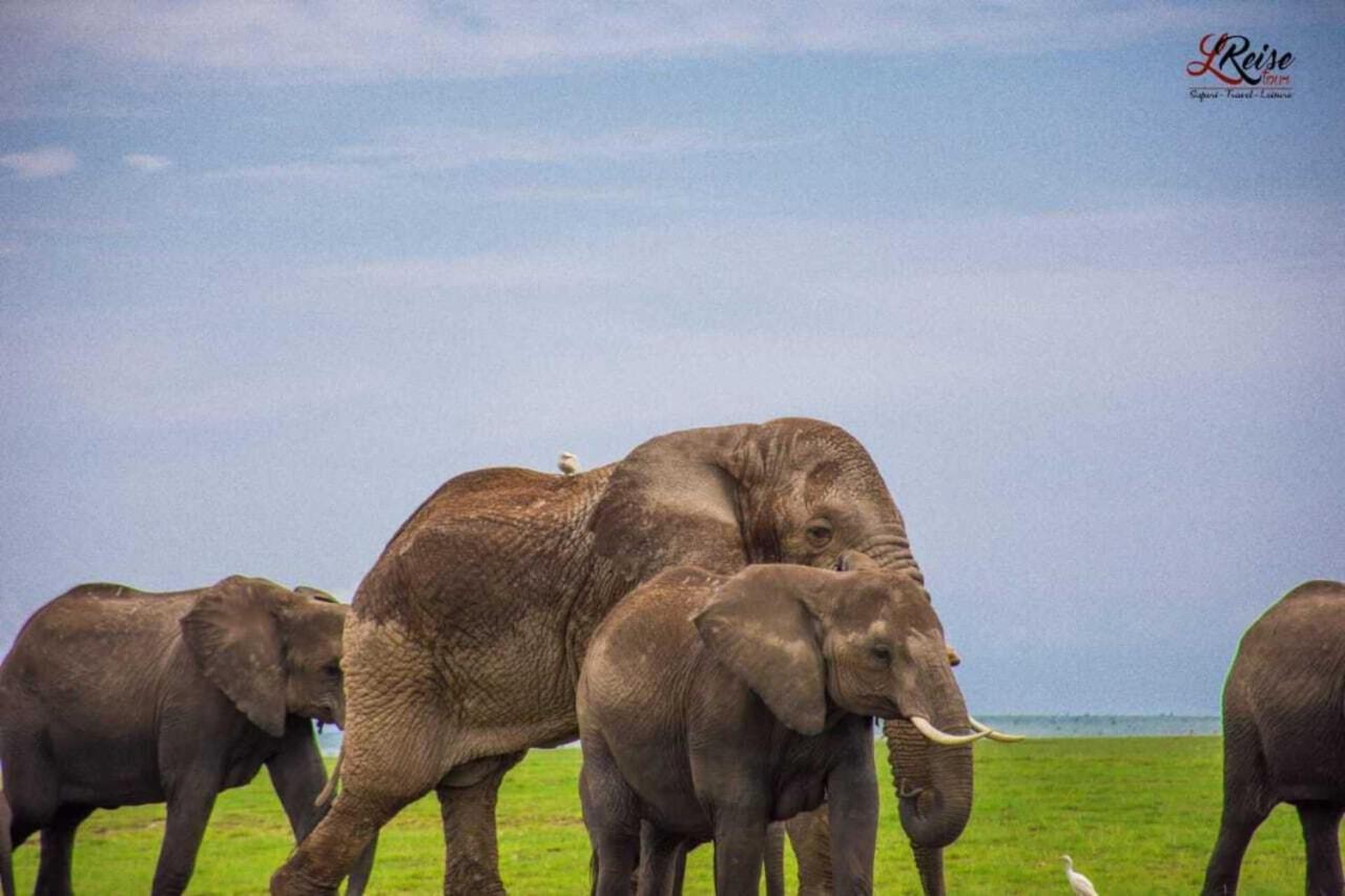 Amanya 2-Rooms Lioness Family Amboseli Buitenkant foto